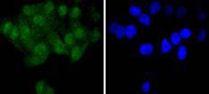 SHP2 Rabbit mAb