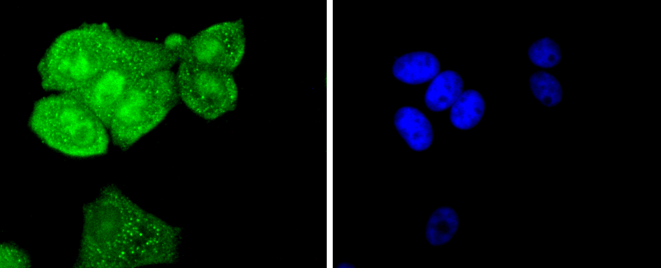 SHP2 Rabbit mAb