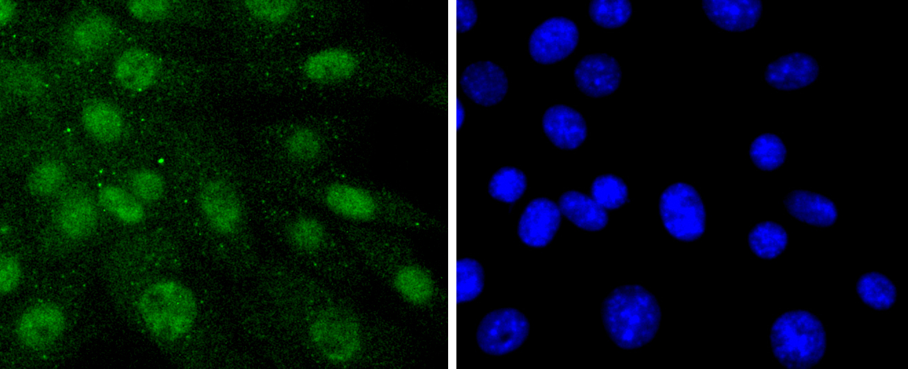 SHP2 Rabbit mAb