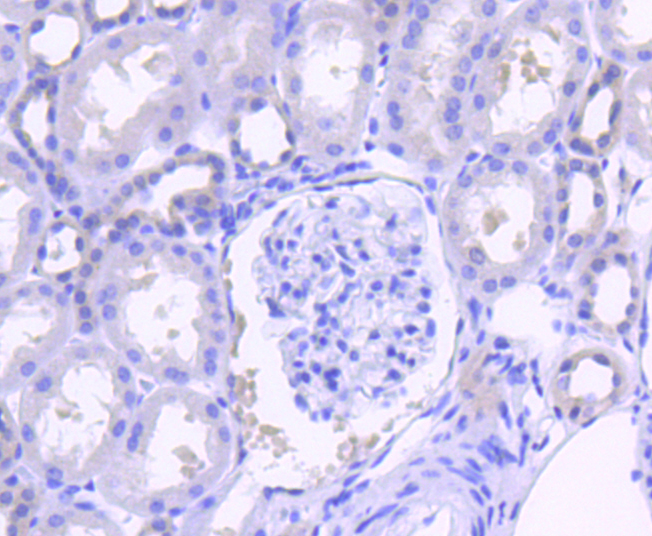 SHP2 Rabbit mAb