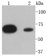 SHP2 Rabbit mAb