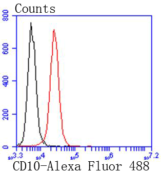 CD10 Rabbit mAb