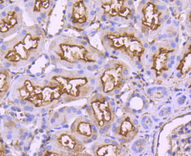 CD10 Rabbit mAb