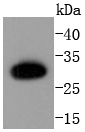 Caspase-6 p18 Rabbit mAb