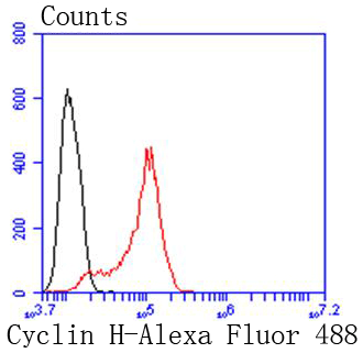 Cyclin H Rabbit mAb