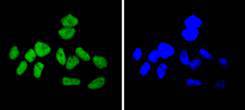 Cyclin H Rabbit mAb