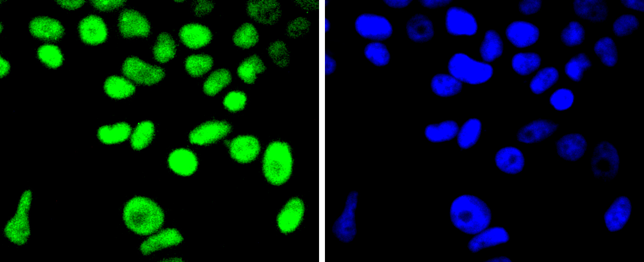 Cyclin H Rabbit mAb