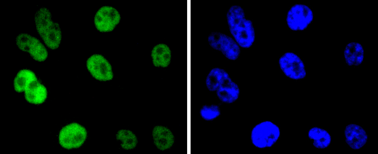 Cyclin H Rabbit mAb