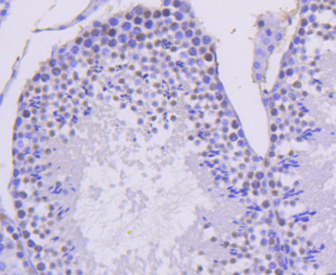 Cyclin H Rabbit mAb