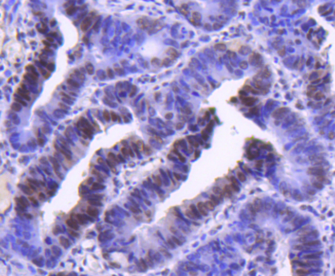 Cyclin H Rabbit mAb