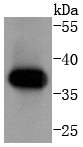 Cyclin H Rabbit mAb