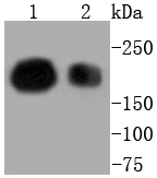 BRG1 Rabbit mAb