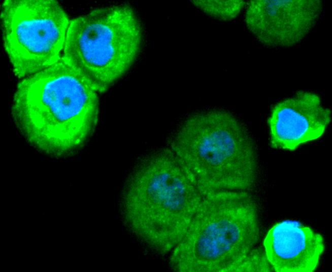 SOX10 Rabbit mAb