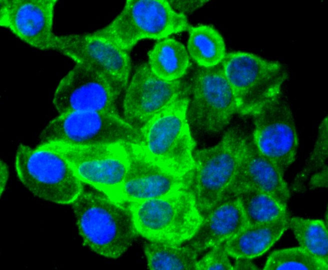 SOX10 Rabbit mAb