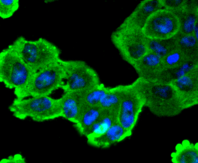 SOX10 Rabbit mAb