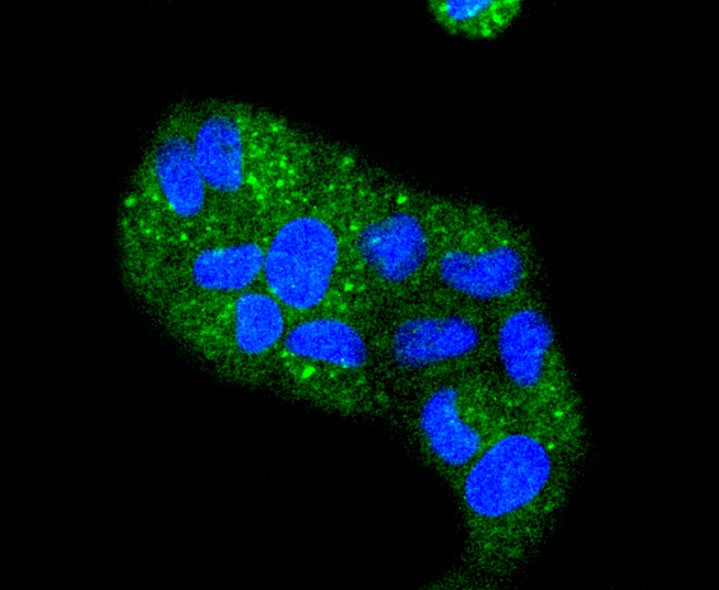 Cytokeratin 4 Rabbit mAb