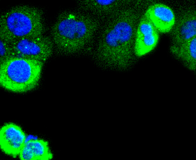 Cytokeratin 4 Rabbit mAb