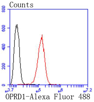 Delta Opioid Receptor Rabbit mAb