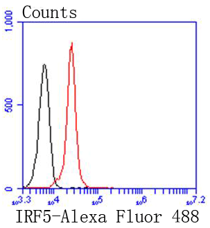 IRF5 Rabbit mAb