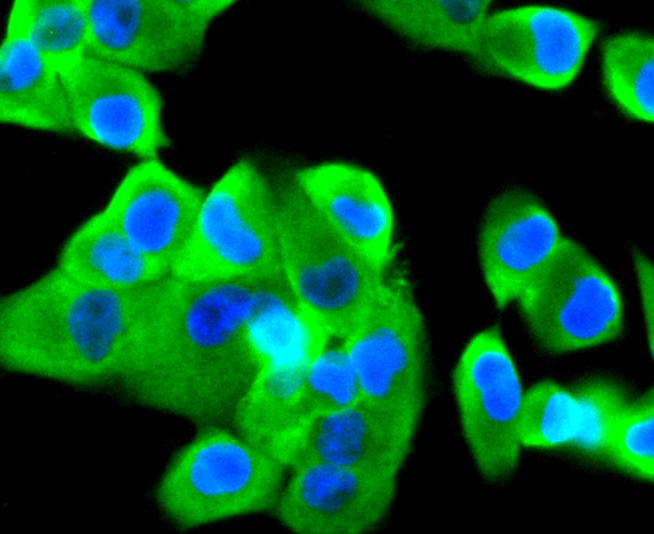 Tissue Factor Rabbit mAb