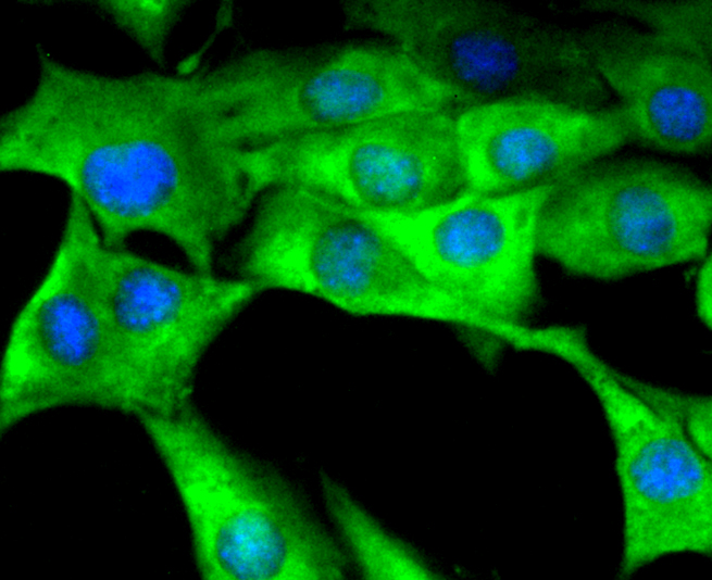 Tissue Factor Rabbit mAb