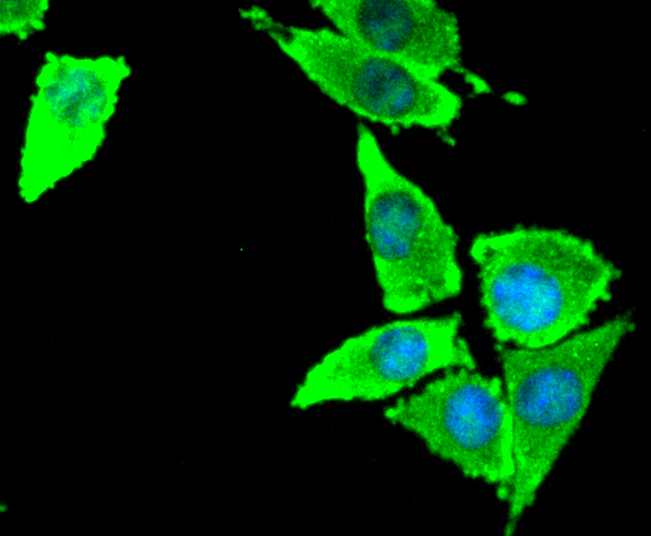 Tissue Factor Rabbit mAb