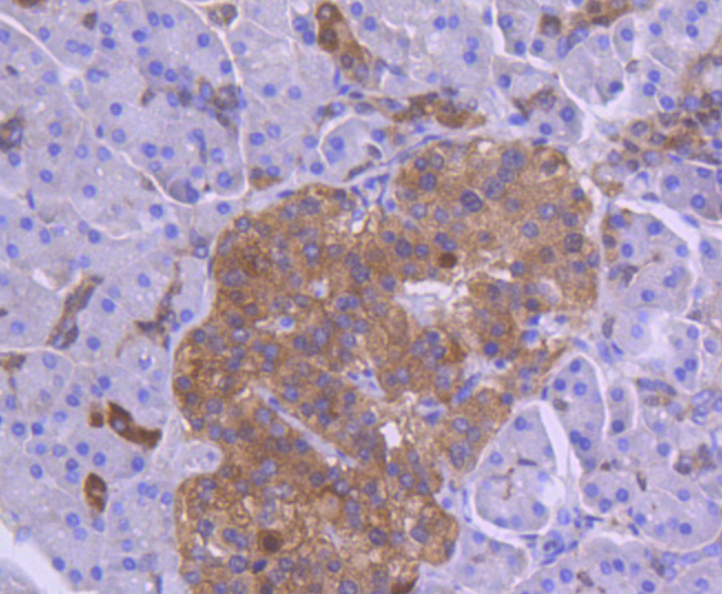 Tissue Factor Rabbit mAb