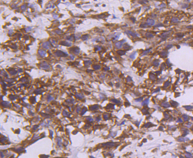 Tissue Factor Rabbit mAb