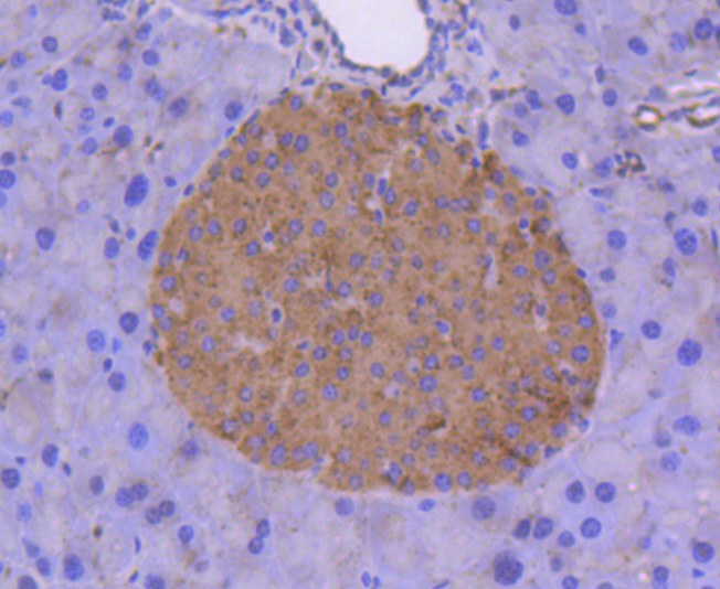 Tissue Factor Rabbit mAb