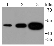 Tissue Factor Rabbit mAb