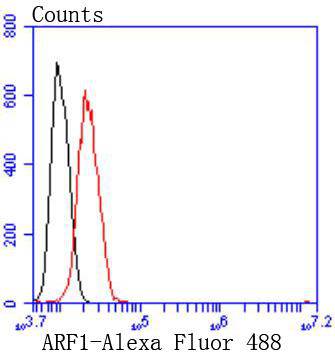 ARF1 Rabbit mAb