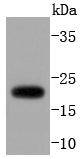 ARF1 Rabbit mAb