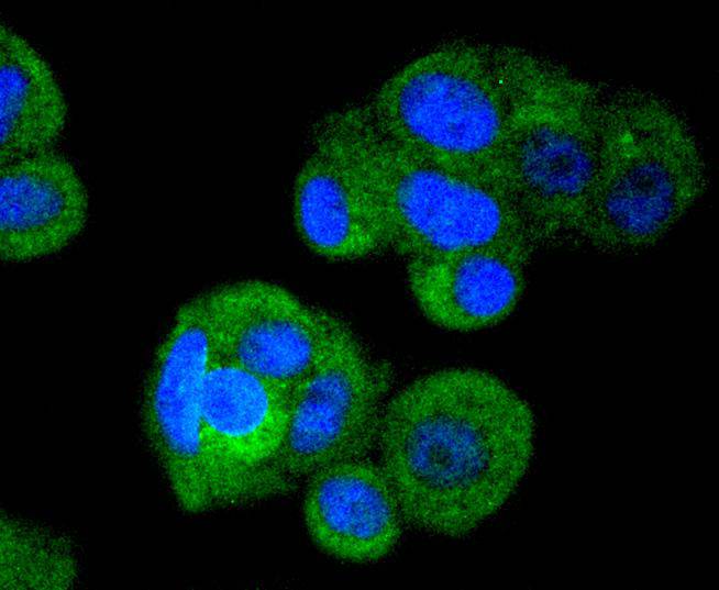 IRF3 Rabbit mAb