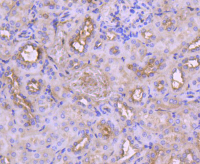 IRF3 Rabbit mAb