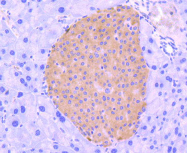 IRF3 Rabbit mAb