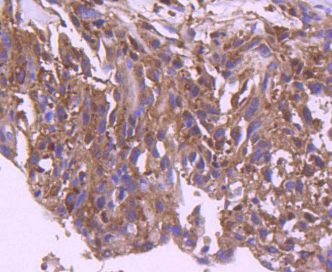 IRF3 Rabbit mAb