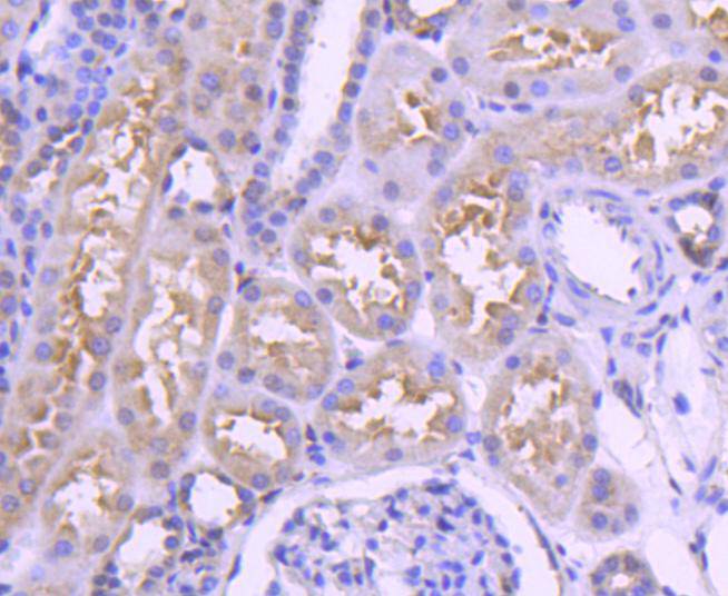 IRF3 Rabbit mAb