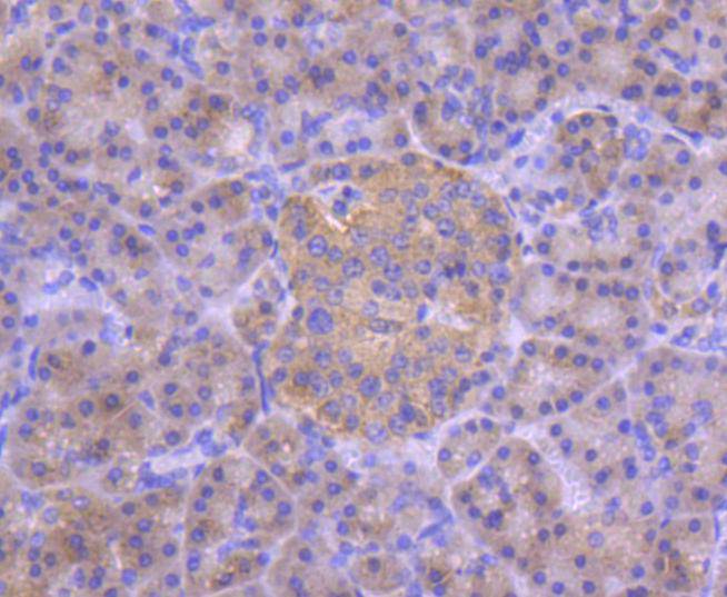 IRF3 Rabbit mAb