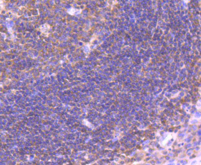 IRF3 Rabbit mAb