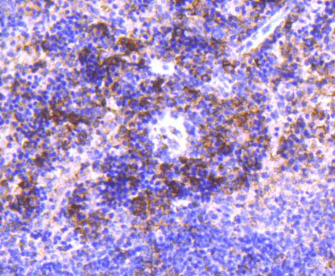 IRF3 Rabbit mAb