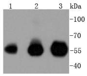 IRF3 Rabbit mAb