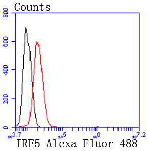 IRF5 Rabbit mAb