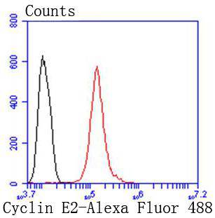 Cyclin E2 Rabbit mAb