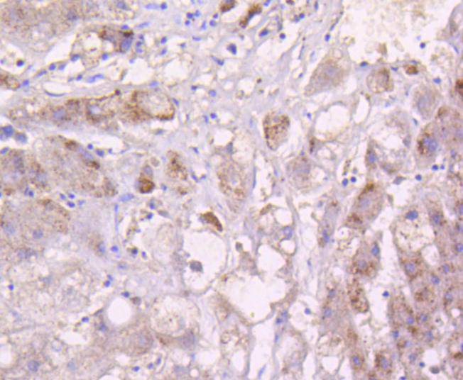 MEK3 Rabbit mAb