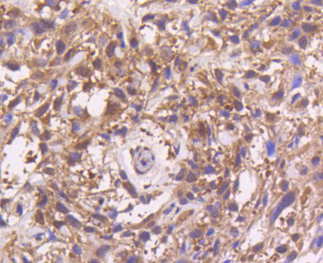 MEK3 Rabbit mAb