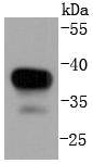 MEK3 Rabbit mAb