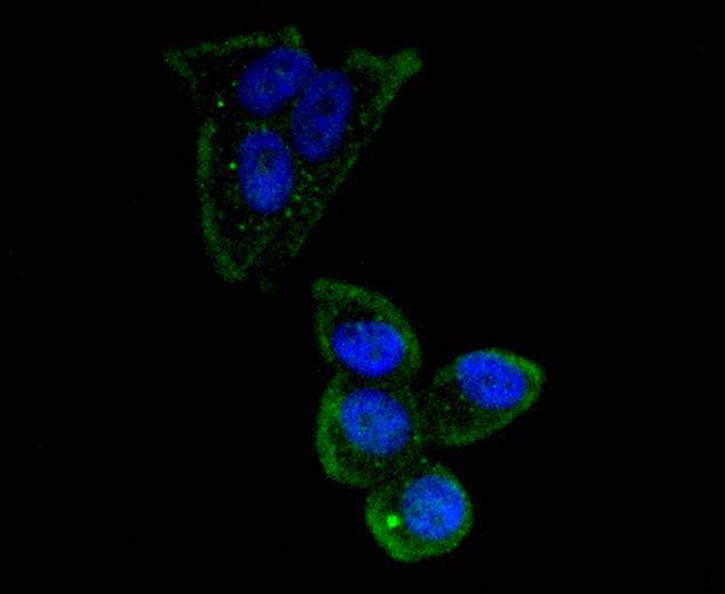 
Oct4 Rabbit mAb