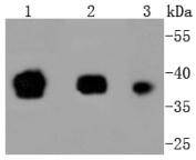 
Oct4 Rabbit mAb