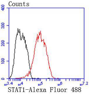 STAT1 alpha Rabbit mAb