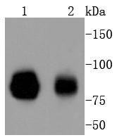 STAT1 alpha Rabbit mAb